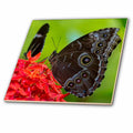 Blue Morpho butterfly in Key West, Florida,  12 Inch Ceramic Tile ct-230474-4