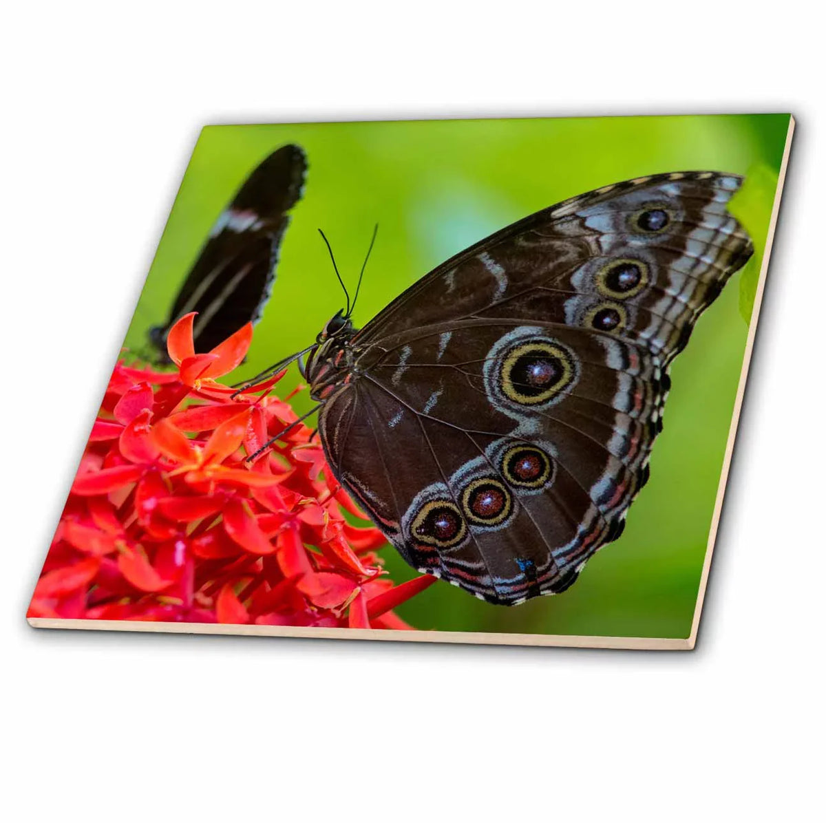 Blue Morpho butterfly in Key West, Florida,  12 Inch Ceramic Tile ct-230474-4