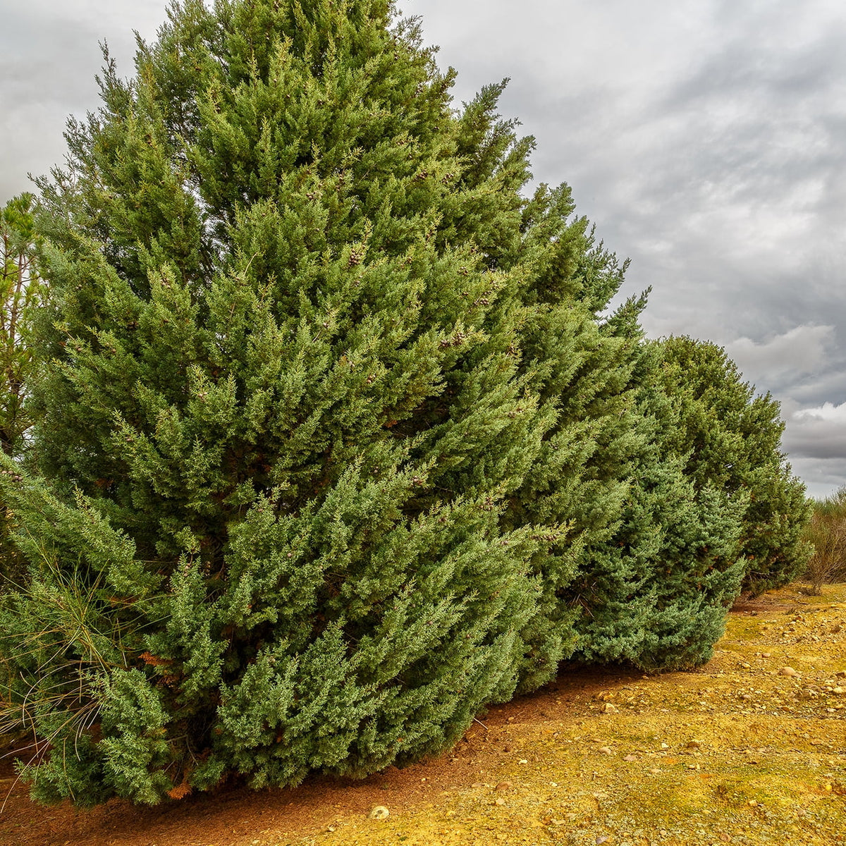 3 Gal. Carolina Sapphire Cypress Tree - Fast Growing - Unique Blue Green Foliage