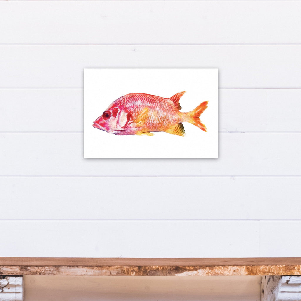Creative Products Tropical Red Snapper Fish 12x18 Canvas Wall Art